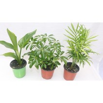 [골든플랜트] 공기정화식물3종세트 극락조화 홍콩야자 테이블야자 공기정화식물키우기 반려식물키우기, 1개
