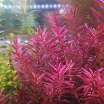 마크란도라 레드스몰리프(3촉) - 후경수초 붉은색 빠른성장