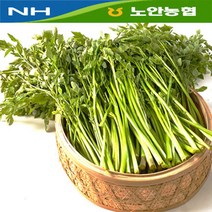 [노안농협] 지금이제철! 논미나리 1kg 2kg (250g씩 팩포장) 깔끔한 소분포장, 1box, 1_노안 논미나리 1kg(250g x 4팩)