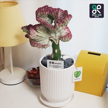 [서울/경기 당일배송] 먼지정화 춘봉 개업 승진 축하 선물 춘봉철화 유포비아 선인장 화분, 15000원 추가지역