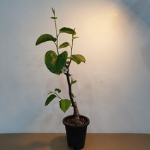 배나무 신고 묘목 접목 1년생 화분채 배송, 1개