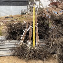 대봉감나무 하묘 접목1년생, 단품