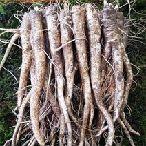 청청청 횡성도라지농가 나물용 토종도라지 상품 1kg, 1개