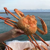 선주직송 입항당일 출고 SS급 후포리 자연산 박달 홍게 3kg 자숙홍게 울진 영덕 포항, 특대 - 선물용홍게 마리당 1kg 내외, 1개