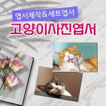 모두카피 AM-05-01 고양이엽서 양단면엽서 opp, 단품엽서46(1종-50장)