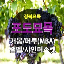 [경북농원] 포도나무 삽목묘 접목묘 /캠벨/거봉/머루포도(MBA)/샤인머스켓/블랙사파이어, 거봉 삽목1년생