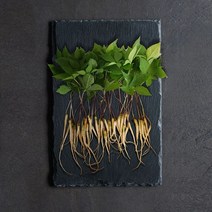 건강삼 수경재배식물 새싹삼 그린음악 농법적용 사포닌 함량이 제일 풍부한 상품성 크기 25cm 30 50뿌리 새싹인삼, 30뿌리