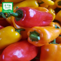 산지직송 유기농 미니 파프리카 1500g, 수량, 1개