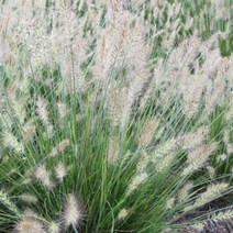 친구식물 수크령 리틀버니 7치포트-수크령 포트묘 가을꽃