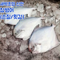 신안 당일바리 손질 병어 병어회 소 중 대, 횟감용병어_소_1마리