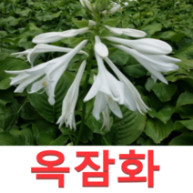 (성실D)옥잠화모종(포트묘) 10개