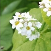 메밀 씨앗 1kg 야생화씨앗 산림종자