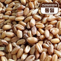 건강담은잡곡 통밀 식이섬유 무기질 다이어트도움 변비도움, 단품