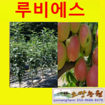 (D소망)신품종 미니사과 루비에스(접목1년) 3그루
