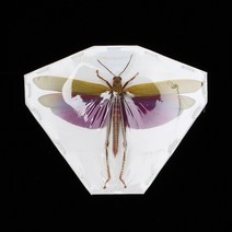 Titanacris albipes 알비페스 메뚜기 곤충표본 건조표본 실제곤충, 수컷