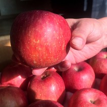 경북 봉화 2022 첫수확 햇사과 부사 사과 5kg 10kg 실속형 정품 산지직송, 봉화 부사사과 5kg 18-20과