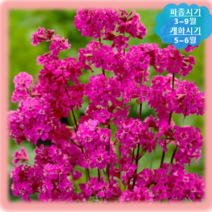 [나은식물원]118.비단동자꽃(진분홍) 50립