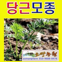 (Y소망)당근모종 20개
