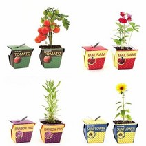 셀러허브 여성패션 [플레이스31] 개업선물 화분판촉물 봉선화꽃 키우기 세트, 메시지콩