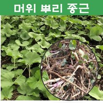 뿌리]머위 종근 뿌리 /20개묶음