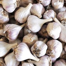 [갈릭팩토리] 의성마늘 특 4kg(한접/100개내외/5cm이상), 4kg, 1개