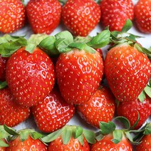 산청 햇 딸기 800g 1kg 생딸기 설향딸기 겨울 딸기 발송당일수확, 산청 딸기 로얄40과내외(1kg)