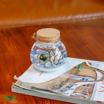 수경식물 반려식물 행운목 마리모 DIY 선물세트 푸딩병_오색사