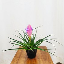 하늘꽃농원 틸란 틸란드시아 시아네아