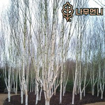 자작나무 3종모음 백자작나무 잭큐몬티 도랜버스 나무언니, 잭큐몬티자작 120cm 4치장포트(10개세트)