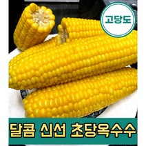 초당 옥수수 6개 10개 20개 괴산대학 생 냉동옥수수 국내산 산지직송 프리미엄 고당도 Corn, 10개 중품