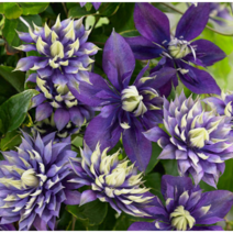 클레마티스 타이가 [1포트] (복남이네 야생화 으아리 덩굴 clematis 퍼플)