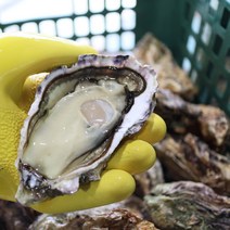 <산지직송> 세척 석화+홍가리비 세트 / 완벽세척 / 제철석화 / 생굴 / 통영 성우수산, 8. 세트) 석화5kg+홍가리비2kg” class=”wr-img”></a></div></p></div></p></div></p></div><div class=