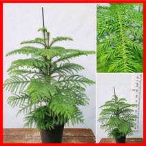 꽃과나무 ] 아라우카리아 / 침엽수 / 상록수 / 공기정화 / 반양지식물 / 최저온도5도 / 호주산