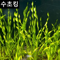 수초킹 초보수초 스크류 발리스네리아, 5촉