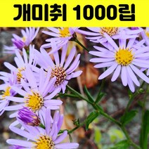 개미취 꽃씨앗 1000립 벌개미취 야생화 꽃씨 종자