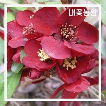 명자(흑광) 키 80cm(분)
