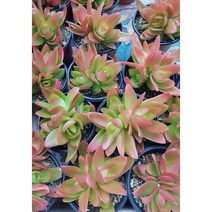 행복한꽃순이//화제, 20개