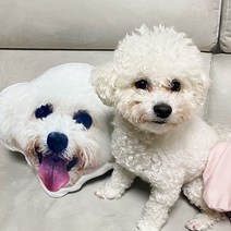 포토쿠션 사진쿠션 강아지 고양이 반려동물 3D 인형 쿠션 주문 제작, 단면