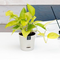 아침향기 공기정화식물 기능성 에코화분 아이보리, (에코화분/아이보리) 형광스킨, 1개