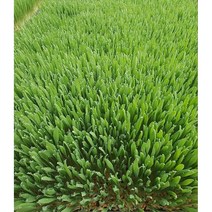 분당밀싹농장 밀싹600g 보리싹600g 선택구매가능
