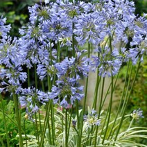 [뿌리]아가판서스-실버문 : 1뿌리 Q222