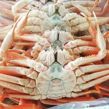산지직송 동해안 포항 구룡포 박달대게 준박달대게 생물 소 중 대 1미, 준박달대게 대 1미 수율 70~80%이상