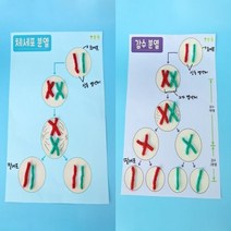 체세포분열과감수분열(4인)