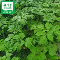 신선신선초 아침수확 농장직송 유기농 신선초, 2kg, 1개