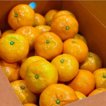 제주 하우스 감귤 2kg 3kg 5kg 제주도 당도선별 노지 타이백 감귤, 3kg(중과)