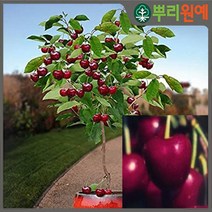 체리나무 묘목 라핀체리나무 2년생 봄에 심을만한 묘목 ys
