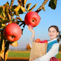 욜케이유 부사 꿀 사과 맛있는 정품 못난이 주스용 가정용 흠집 경북 충주 거창, 가정용 꼬마과 25-28과 5kg