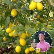 [생산자직송] 상큼한 제주 레몬 5kg, 단품