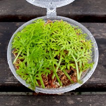 테라리움식물 워터스트라이프 컵(9x6cm)/비바리움 팔루다리움