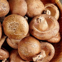 무농약 생 표고버섯 상품 1kg, 단품